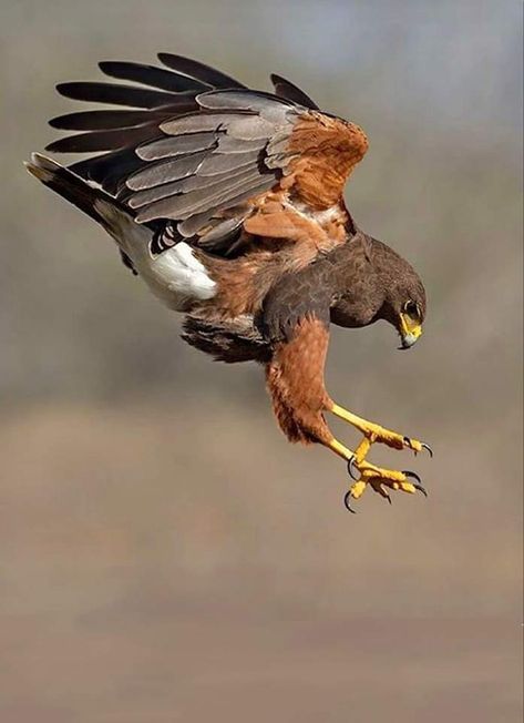 Hawk Catching Prey, Cool Birds Of Prey, Hawk Hunting, Hawks Bird, Bird Of Prey Tattoo, Hawk In Flight, Hawk Flying, Raptor Bird, Hawk Art