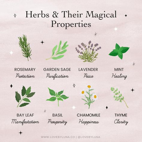 Medicinal Herbs Remedies, Rosemary Garden, Herbal Witch, Tea Blends Recipes, Witch Herbs, Green Witchcraft, Plant Magic, Magic Herbs, Magical Herbs