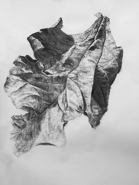 Leaf No.2 by Liu Ling, Charcoal, 70cm x 100cm | Art Is Drawing Leaf, Fantasy Angel, Pencil Drawing Tutorials, Drawing Charcoal, Art Charcoal, Charcoal Drawings, White Drawing, Drawing Black, Charcoal Art