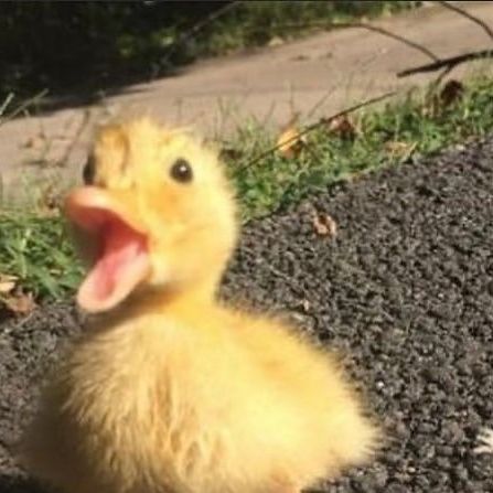 Duckforget on Instagram: "Quack ! 🐥 - - 📸 Via @daily_ducks_and_friends - Tag someone who needs to see this💙 - Follow 👉 @duckwent for more content💓🌼🥰 ======================= Follow 👉 @duckwent for more content💓🌼🥰 - - - - #duckling#duckies#ducklife#duckie#babyducks#duckduckgoose#babyduck#feedingducks#petduck#yellowduck#backyardducks#ducklove#anatra#iloveducks#ducksofig#duckstagram#khakicampbell#callduck#loveducks#runnerducks#whiteduck#cuteduck#cuteducks#happyduck#duckoftheday#duckmemes" Kawaii, Campbell Core, Cute Duck Pictures, Ducks Aesthetic, Duck Pfp, Duck Pics, Silly Duck, Adorable Ducks, Ducks Funny