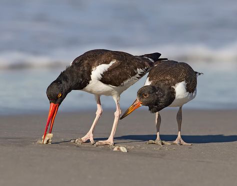 Widget Board, Shorebirds, Backyard Birds, Birdy, Drones, To Look, Government, That Look, Birds