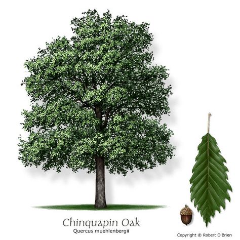 Chinquapin Oak / Drops Acorns Texas Trees, Desert Willow, Orchid Tree, Backyard Trees, Specimen Trees, Crape Myrtle, Tree Images, Tree Service, Shade Trees