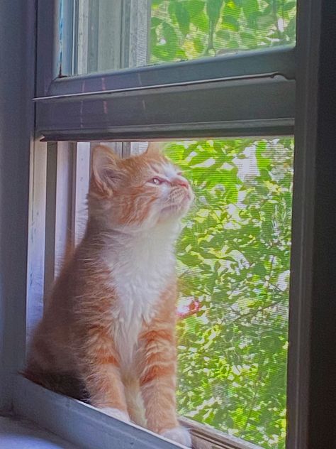 orange kitten gazing out into the trees Kami Core Aesthetic, Aisha Core Aesthetic, Atikah Core, Tanishka Core Aesthetic, Isaiah Core Aesthetic, Mahdiye Core, Jamilah Core, Atheer Core, Anisa Core Aesthetic