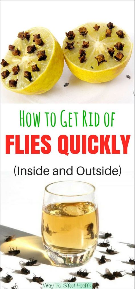 Get rid of flies naturally Killing Flies, Get Rid Of Flies, Fly Repellant, Astuces Diy, Fly Traps, Bug Repellent, Mosquito Repellent, Natural Cleaning Products, House Cleaning Tips