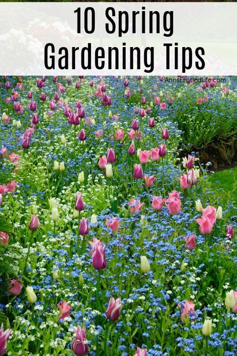 10 Spring Gardening Tips. Thinking about planting a garden this spring? These terrific spring gardening tips will get you started with producing vegetables, herbs, fruits, and flowers in your own backyard. Gardening Seasons, Spring Garden Ideas, Seasonal Gardening, Planting A Garden, Spring Flower Garden, Garden Prepping, Spring Gardens, Winter Gardening, Spring Planting