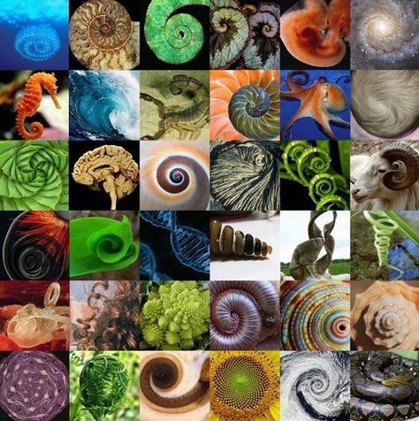 Subtle Energy en Instagram: "Which spiral is your favorite? 💫 Graphic via @geometricmodels" Spiral In Nature, Fibonacci In Nature, Spiral Mandala, Spirals In Nature, Baba Jaga, Geometry In Nature, Golden Spiral, Fibonacci Sequence, Fibonacci Spiral