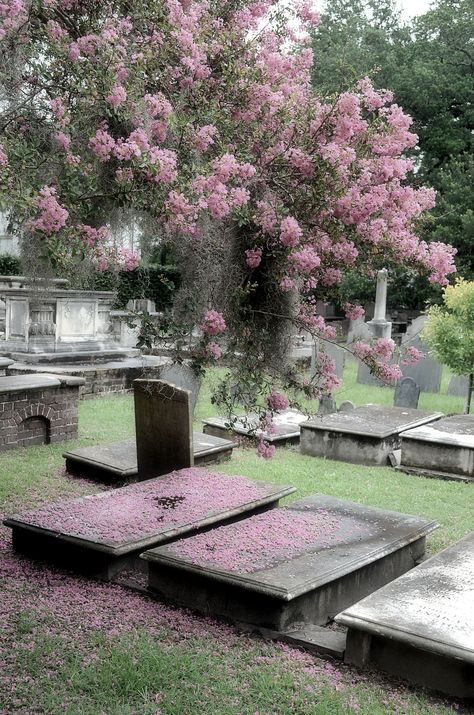 Circular Church Cemetary in Charleston, SC Pink Tombstone, Ash Baby, Tomb Stone, Witches House, Charleston Style, Southern Travel, Cemetery Headstones, Charleston Travel, Grave Decorations