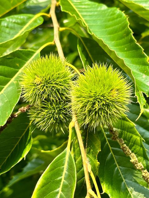 Saving the American Chestnut Morris Arboretum, American Chestnut, Chestnut Trees, Chestnut Hill, Old Trees, Blog Images, Timber Framing, Garden Trees, Environmental Science