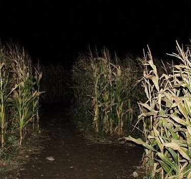 Farm Horror Aesthetic, Halloween Corn Maze Aesthetic, Haunted Corn Maze Aesthetic, Corn Maze At Night, Scary Farm Aesthetic, Creepy Farm Aesthetic, Haunted Farm Aesthetic, Halloween Corn Maze, Slaughterhouse Aesthetic