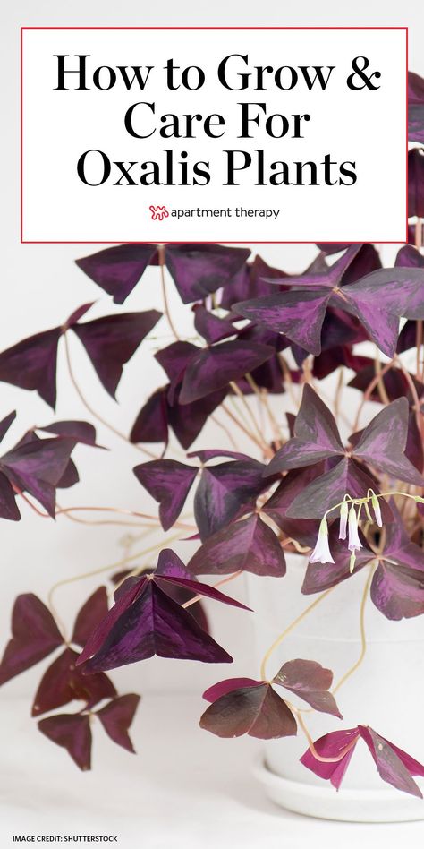 Purple Heart Plant, Shamrock Plant, Purple Shamrock, Clover Plant, Oxalis Triangularis, Plant Care Houseplant, Purple Plants, Inside Plants, Diy Plant Stand