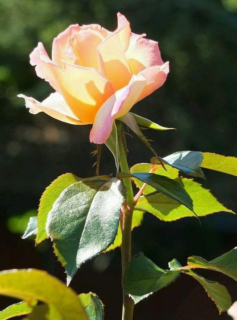 Hybrid Tea Roses Garden, Watercolour Reference, Hybrid Tea Roses Care, Hamilton Gardens, Roses Garden Care, Hybrid Tea Rose, Rose Vase, Growing Roses, Hybrid Tea Roses