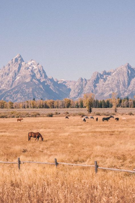 What To Live For, Horses In Montana, Montana Life Aesthetic, Western Mountain Aesthetic, Yellowstone Aesthetic Wallpaper, Montana Aesthetic Wallpaper, Aesthetic Country Pictures, Out West Aesthetic, Country Vibes Aesthetic