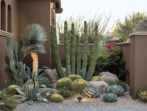 Desert Lush - Phoenix Home & Garden Side Yard Garden, Cactus Garden Landscaping, Desert Backyard, Kaktus Dan Sukulen, Succulent Garden Landscape, Arizona Backyard, Front Yard Decor, Stone Pavers, Succulent Landscape Design