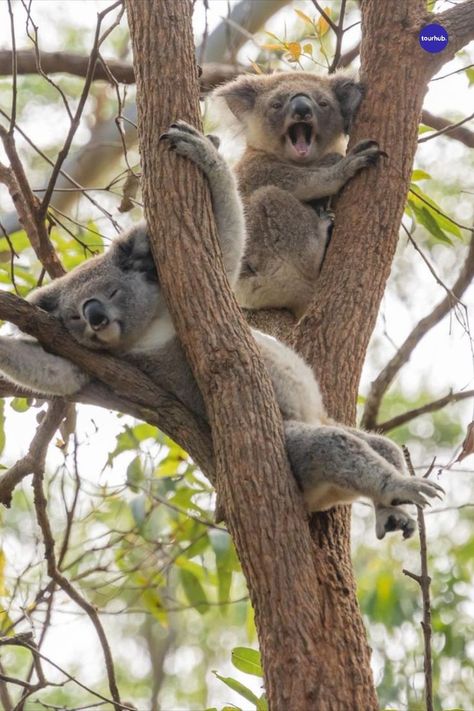 The Australian Outback is one of the best places to visit on your safari in #Australia. 🐨Now it's the time where #Safaris are a thing- it's #springtime in the Southern hemisphere, there is more wildlife activity and the weather is not too #hot to experience the best of Australia's #wildlife. 📸IG: iwis.familienabenteuer Australian Wildlife Photography, Australia Safari, Australia Wildlife, Australia Outback, Australian Winter, Australian Outback, Scuba Diving Australia, Safari Vacation, Australian Road Trip