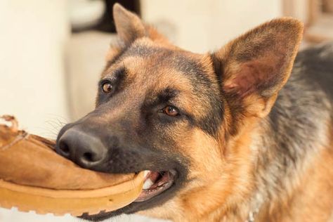 Dog Behavior Problems, Puppy Chewing, Gsd Puppies, Boston Terrier Dog, Dog Biting, Older Dogs, American Kennel Club, Dog Barking, German Shepherd Dog