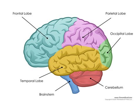 human brain diagram Brain Parts And Functions, Human Brain Diagram, Brain Anatomy And Function, Brain Lobes, Function Diagram, Human Brain Anatomy, Brain Pictures, Brain Diagram, Brain Parts