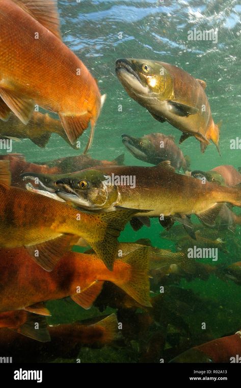 Download this stock image: Red salmon, Oncorhynchus nerka, Kokanee, East River, Colorado - R02A13 from Alamy's library of millions of high resolution stock photos, illustrations and vectors. Salmon Photography, Red Salmon, Atlantic Salmon, East River, Loki, Fish Pet, Colorado, Photo Image, High Resolution