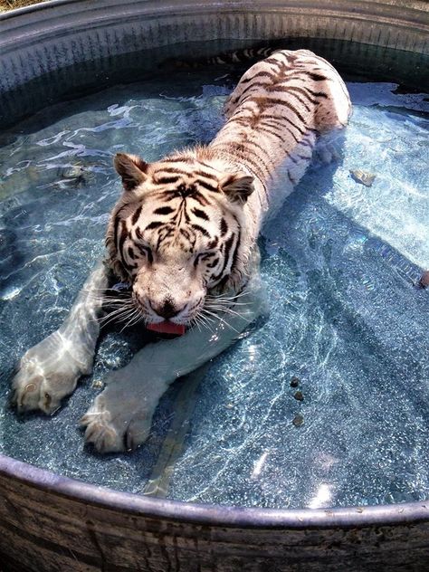 White Tiger Aesthetic, متحف فني, Messy Aesthetic, Cat Poses, White Tigers, Tiger Wallpaper, Reference Board, Most Beautiful Animals, Pretty Animals