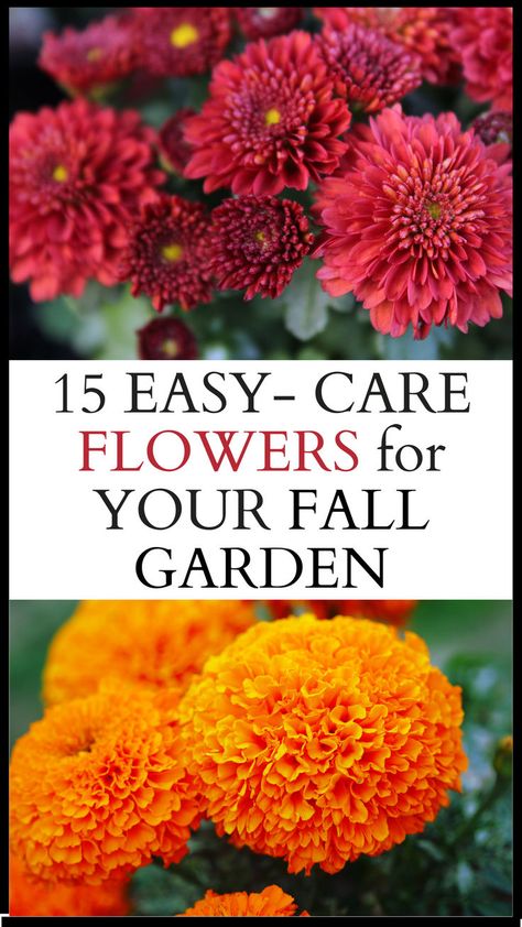 15 easy care flowers for your fall garden. photo of red asters and orange marigolds Flowers To Plant For Fall, Landscape Ideas Perennials, What To Plant In Fall Garden, Fall Plants For Outside, Fall Flowers To Plant In August, Fall Cut Flower Garden, Zone 5b Fall Garden, What To Plant In The Fall In The South, Flower Seeds To Plant In Fall