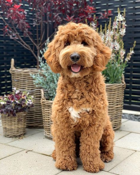 Curly Mini Goldendoodle, Light Brown Goldendoodle, Golden Doodle Long Hair, Goldendoodle Photography, Mini Labradoodle Full Grown, Golden Doodle Haircut Styles, Medium Labradoodle, Labradoodle Full Grown, Red Labradoodle