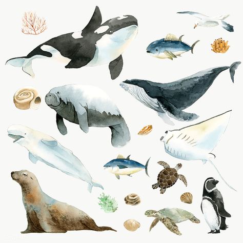 Marine Poster, Sea Mammal, Watercolor Whale, Whale Art, Aquatic Animals, Killer Whales, Marine Animals, Ocean Animals, Sealife