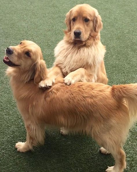 2 Golden Retrievers, Photos Of Dogs, Dogs Pictures, Golden Puppies, Golden Retriever Mix, Retriever Puppy, Dogs Golden Retriever, Retriever Dog, Golden Retrievers