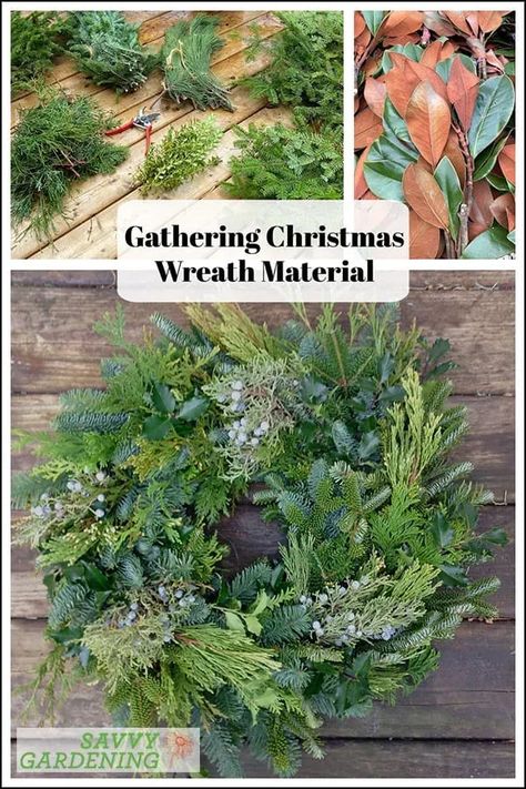 Gather boughs, bows, and other accessories for a DIY holiday wreath from your own backyard. Learn which materials are best and how to harvest them safely. #DIY #holiday Fresh Greenery Wreaths, Diy Christmas Wreath Fresh Greenery, Fresh Wreaths Diy, Making A Wreath With Greenery, Greenery Wreath Diy, How To Make An Evergreen Wreath, Holly Wreath Diy, Christmas Wreaths For Front Door Diy, Homemade Wreath Ideas