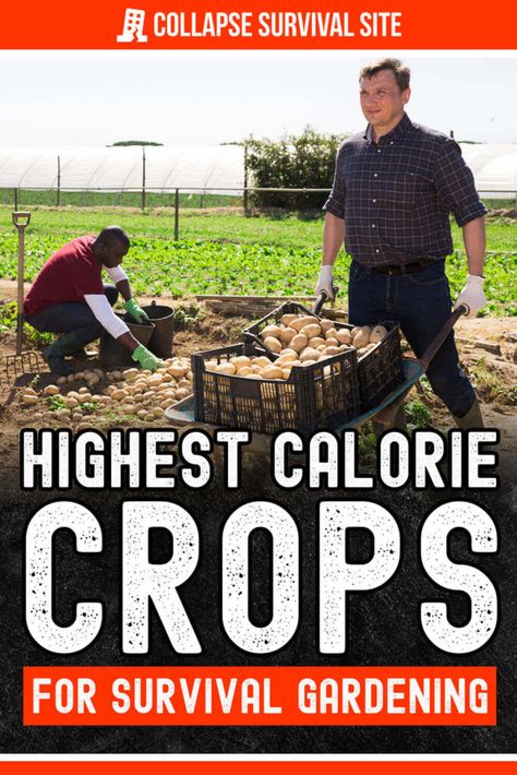 Discover the highest calorie crops for survival gardening that are not only rich in nutrients but are also easy to grow in your own garden. Permaculture, Quick Naan, Growing Melons, Homestead Style, Emergency Preparedness Food Storage, Best Survival Food, Buttercup Squash, Emergency Preparedness Food, Amazing Food Hacks