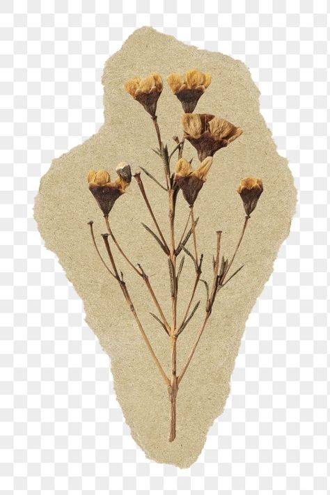 Dried Flowers Transparent Background, Dry Flower Sticker, Pinterest Shuffle Background, Png For Journal, Shuffles By Pinterest Ideas, Flowers With Transparent Background, Pinterest Shuffle Ideas, Transparent Flowers Png, Journal Stickers Transparent Background