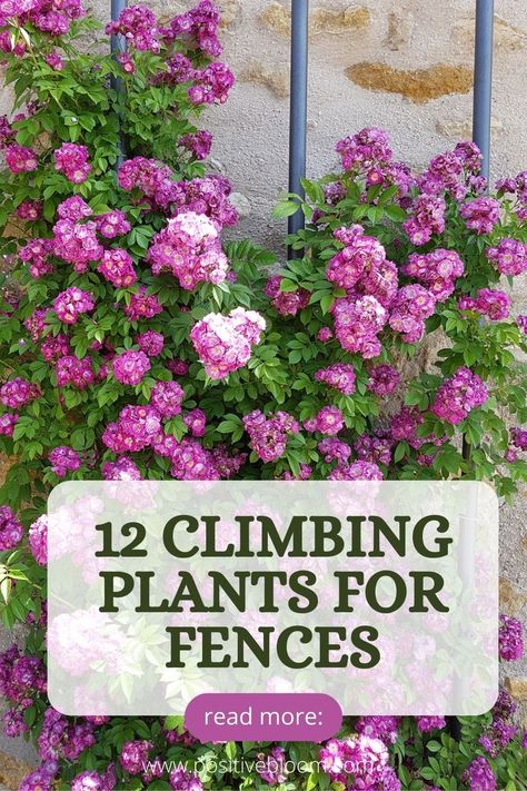 Here is a list of 12 climbing plants for fences and their features. Check some info on invasiveness and toxicity, and how to keep these plants happy. Climbing Plants Fence, Climbing Hydrangea Vine, Climbing Flowering Vines, Vine Fence, Backyard Trellis, Wall Climbing Plants, Climbing Plants Trellis, Clematis Trellis, Creepers Plants