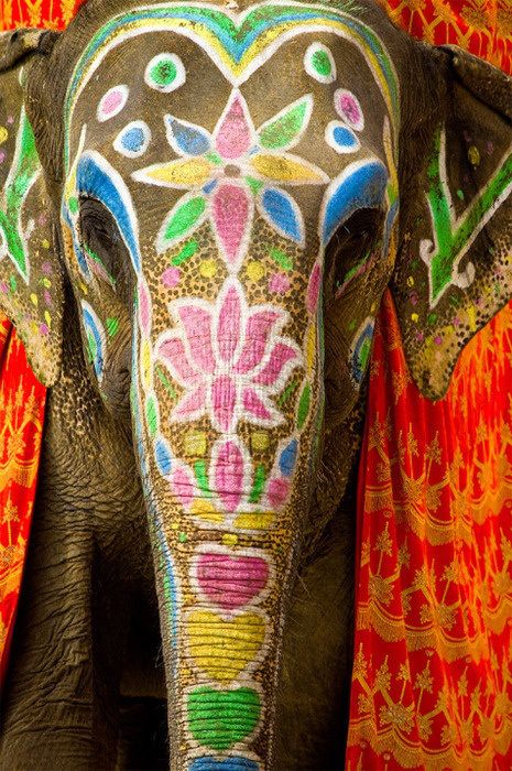 painted elephants in india | Elephant-Festival-Jaipur-India | Holidays In India Elephant India, Yoga Studio Design, Estilo Hippie, Elephant Painting, Indian Elephant, Elephant Love, An Elephant, Jaipur India, Incredible India