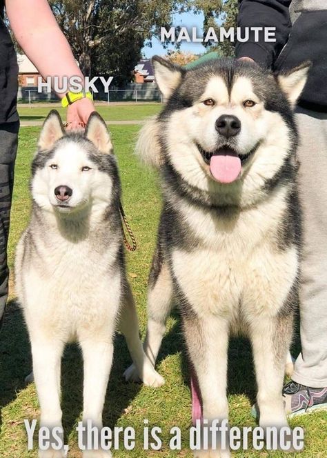 Husky Facts, Siberian Husky Facts, Caine Husky, Alaskan Malamute Puppies, Malamute Husky, Malamute Dog, Malamute Puppies, Alaskan Husky, Dog Breeds List