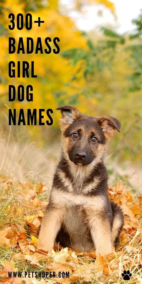 A tough female dog deserves a name that reflects her tough nature and her resilience. Here, you will find the best badass girl dog names. #BadassGirlDogNames #DogNames Boykin Spaniel Names, Strong Dog Names Girl, Female Dog Names List, Southern Dog Names, Strong Dog Names, Female Pet Names, Puppy Names Unique, Country Dog Names, Brown Dog Names