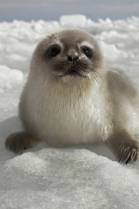 Cute Seals, Seal Pup, Baby Seal, Baby Animals Pictures, Super Cute Animals, Baby Animals Funny, Fluffy Animals, Cute Wild Animals