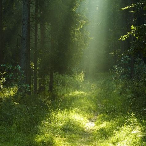 #aesthetic #green #plants #nature #meadow #land #world #animals #soft In The Forest, In The Woods, The Forest, The Sun, Trees, Forest, Sun, Green