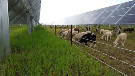 Vet Study, Fantasy Farm, Smart Farming, What Is Solar Energy, Eco Farm, Solar Energy For Home, Solar Energy Facts, Renewable Energy Technology, Regenerative Agriculture