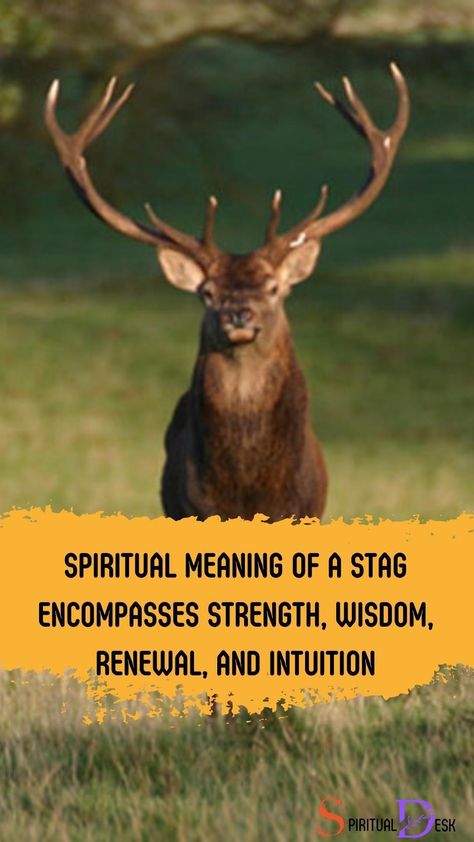 The spiritual meaning of a stag encompasses strength, wisdom, renewal, and intuition. Stags are often considered symbols of power and guidance, reflecting our innate connection to nature, and our ability to find balance and tranquility in life. #reflect #considered #life #balanced #balance #ability Stag Meaning, Deer Symbolism Meaning, Stag Spirit Animal, Stag Symbolism, Spiritual Meaning Of Deer, Animals And Their Spiritual Meanings, Spiritual Animals, Symbols Of Power, Native American Beliefs