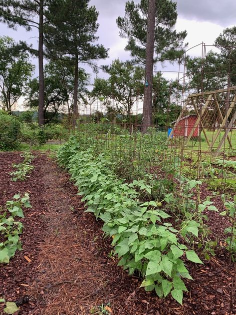 Grocery Row Gardening, Raised Row Gardening, Vegetable Garden Path, Garden Rows, Planning 2024, Row Gardening, Garden Grid, Herbs Growing, Cold Frames