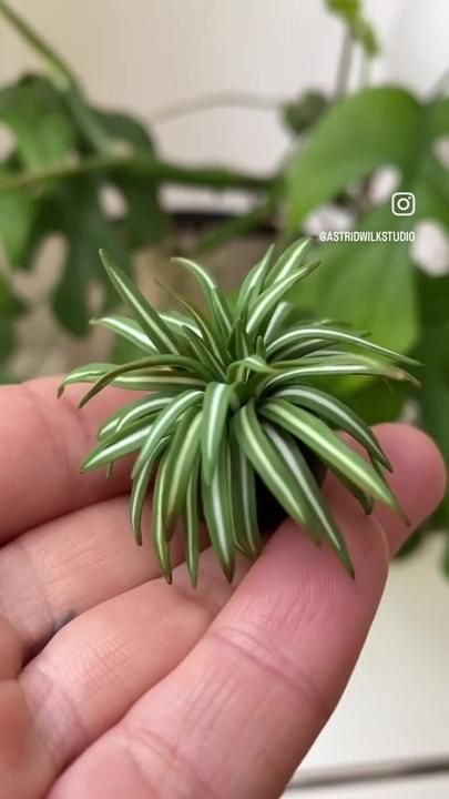 Polymer Clay Plants, Mini Plants Diy, Clay Plants, Doll Furniture Tutorial, Tiny Polymer Clay, Chlorophytum Comosum, Liquid Clay, Spider Plant, Fairy Garden Crafts