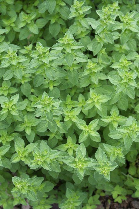 Everything You Need to Know About Growing Oregano http://antiagingsuperfruits.com/ Growing Oregano, Oregano Plant, Herb Plants, Types Of Herbs, Herb Gardening, Plants Growing, Oregano Oil, Gardening 101, Culinary Herbs