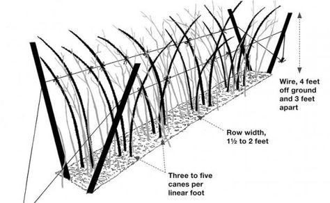 Raspberry Cane Support, Staking Raspberry Bushes, How To Prune Raspberries, How To Prune Raspberry Bushes, Raspberry Bush Trellis, Raspberry Support Ideas, Raspberry Plants Trellis, Trellis Raspberries, Raspberry Bushes Trellis