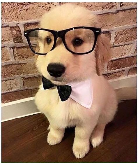 Why does this puppy remind me of....Mr. Peabody and Sherman? Dog Wearing Glasses, Golden Puppy, Cute Little Puppies, Silly Dogs, Golden Retriever Puppy, Retriever Puppy, Cute Dogs And Puppies, Little Puppies