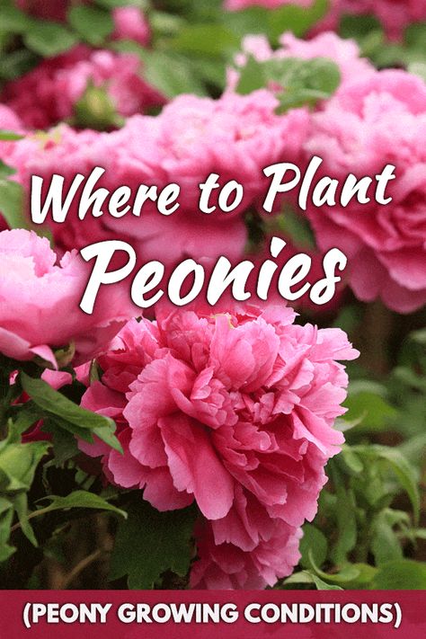 Where to Plant Peonies for Getting the Best Results? - Garden Tabs Circle Flower Beds In Front Of House, Peony Landscaping Ideas, Peonies Along Side Of House, Peonies Flower Bed, Itoh Peony Gardens, Peony Bulbs Planting, Small Corner Flower Bed Ideas, When To Plant Peonies Bulbs, Peony Plant Care