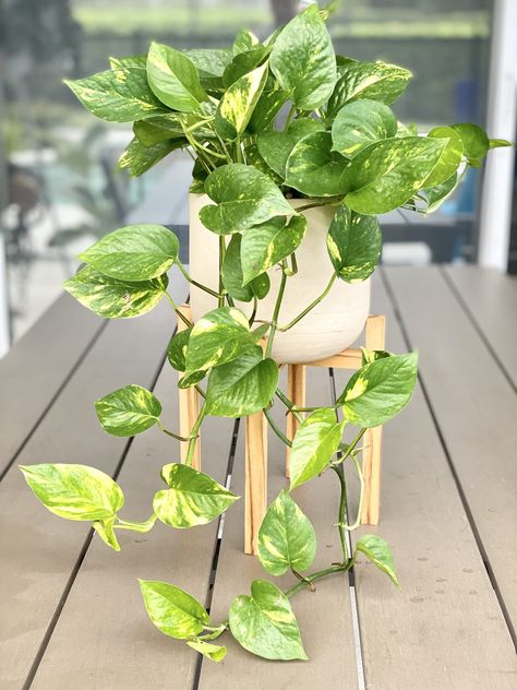 If your recent Golden Pothos plant purchase has got you wondering What now?, then you simply must try our Golden Pothos care guide. Not only will these important tips help you keep your Golden Pothos alive, they will make your plant thrive in the most lush and beautiful way. We'll even show you some Golden Pothos propagation tips so you can keep the fun going and give them away as gifts! Bonito, Golden Pothos Care, Pathos Plant, Golden Pothos Plant, Household Plants, Golden Pothos, Balcony Plants, Pothos Plant, Office Plants