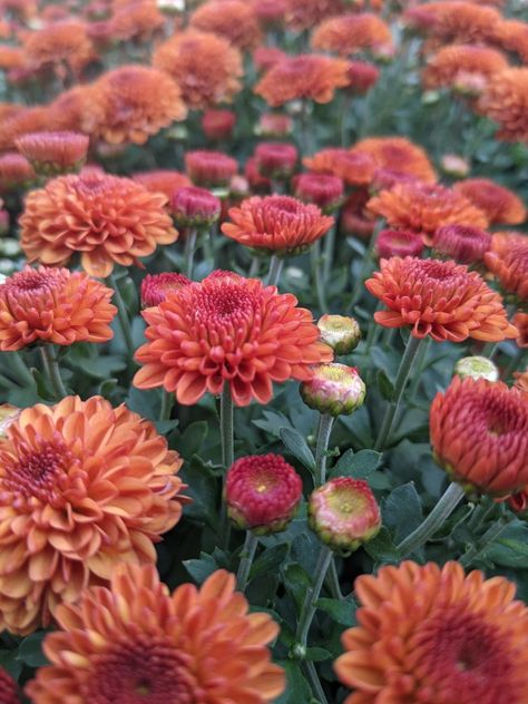 Mums Aesthetic, Rehearsal Bouquet, Garden Mums, Orange Wallpapers, Gardening Wallpaper, Mum Flowers, Potted Mums, Autumn Things, Planting Mums