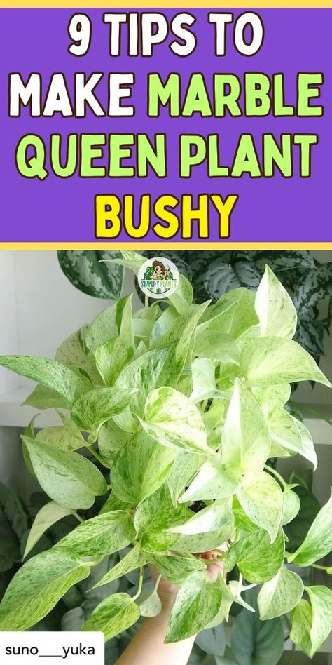 "Discover 9 essential tips to make your Marble Queen Pothos bushy and  vibrant! From proper care techniques to troubleshooting issues like brown  and yellow leaves, this guide covers everything you need for thriving  Marble Queen Pothos. Learn how to maintain its aesthetic appeal, whether  it's in soil or water, and ensure your plant stays lush and healthy.  Perfect for plant enthusiasts looking to enhance their Marble Queen Pothos  collection!" Pothos Aesthetic, Pothos Collection, Queen Pothos Plant, Pothos In Water, Pothos Plant Care, Easy Indoor Plants, Marble Queen, Marble Queen Pothos, Plant Games