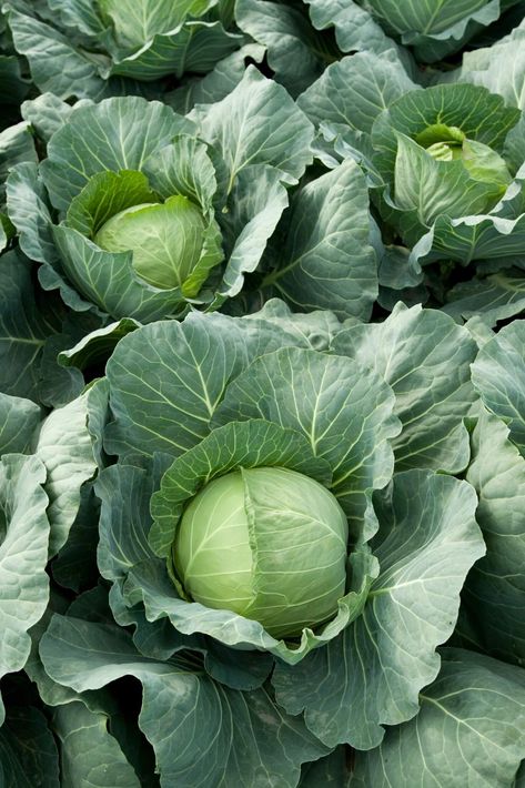 Looking for the perfect companion plant to pair with your cabbage? Look no further! Here you can find all the best tips and tricks when it comes to cabbage companion planting. Not sure what companion plants are best suited for cabbages? We've got you covered too! From protecting against root nematodes to keeping away aphids, there's something for every gardener. Plus, planting companion plants helps increase soil health and unlock its full nutrient potential | borealbloomhomestead.com Eggplant Companion Plants, Cucumber Companion Plants, Yard Crashers, Companion Planting Guide, Types Of Cabbage, Cabbage Plant, Pets Food, Cabbage Seeds, Cabbage Worms