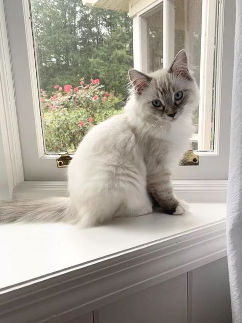 Cute Kittens And Cats, Flame Point Ragdoll Kitten, Cute Ragdoll Kittens, Ragdoll Kitten Aesthetic, Ragdoll Aesthetic, Brown Ragdoll Cat, Cute Ragdoll Cats, Ragdoll Cat Aesthetic, Ragdolls Cats