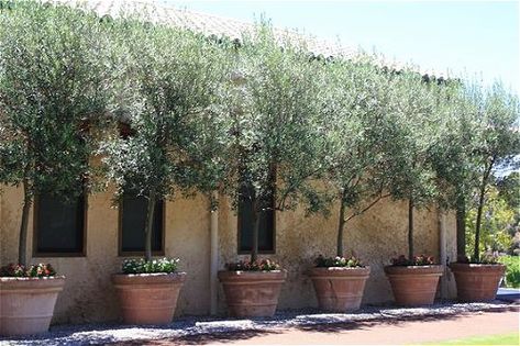 Olive Trees In Pots Front Door, Tuscan Landscape Design, Arbequina Olive Tree, Olivier En Pot, Olive Trees Garden, Potted Gardens, Growing Olive Trees, Potted Olive Tree, Patio Trees