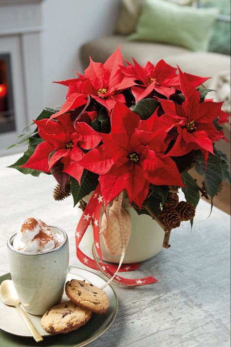 Poinsettia Centerpiece, Poinsettia Decor, Happy Evening, Poinsettia Plant, Vintage Decorations, Christmas Plants, Cottage Christmas, Christmas Decorations Living Room, Christmas Poinsettia